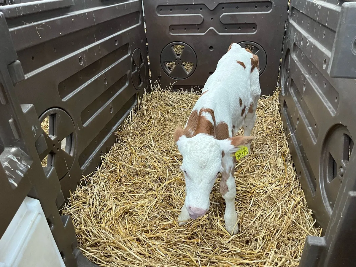 Simmental Calves - Image 3