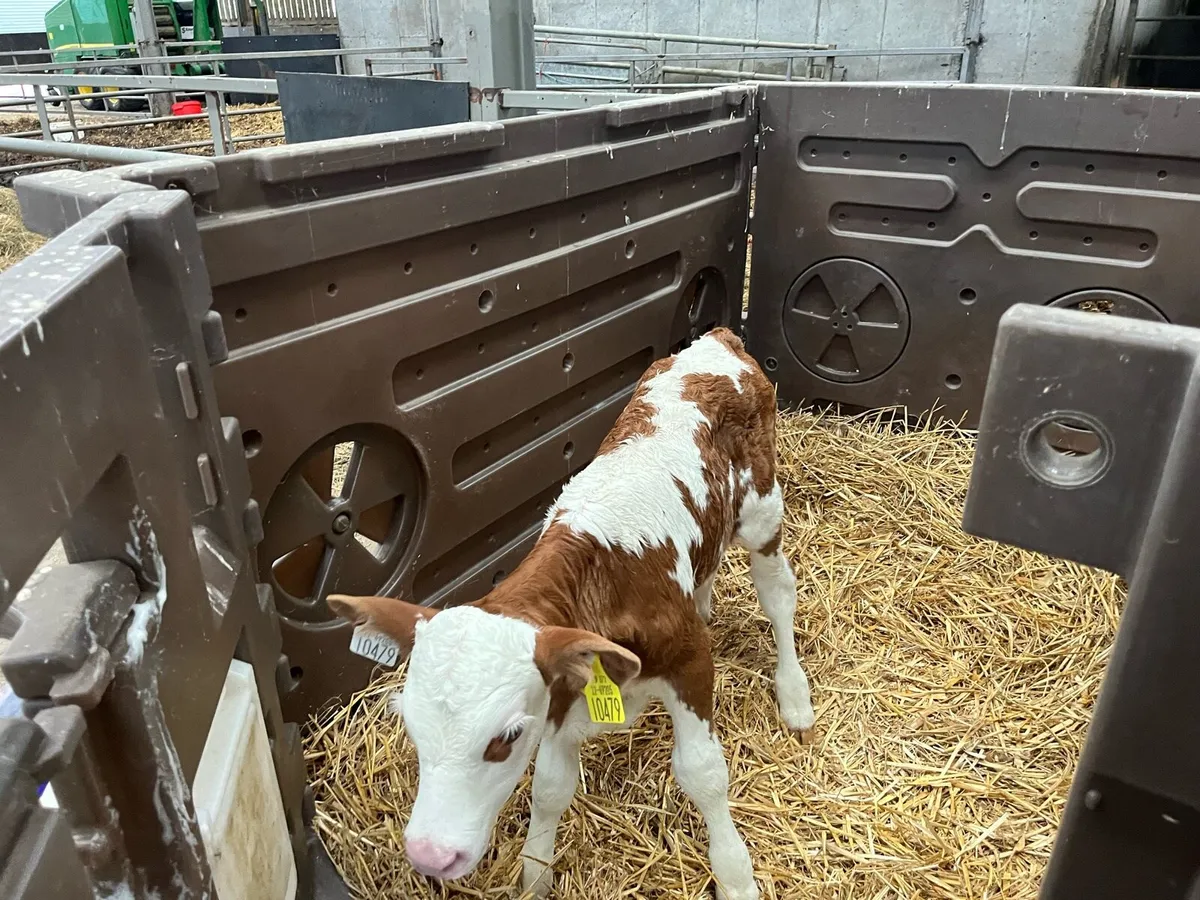 Simmental Calves - Image 4