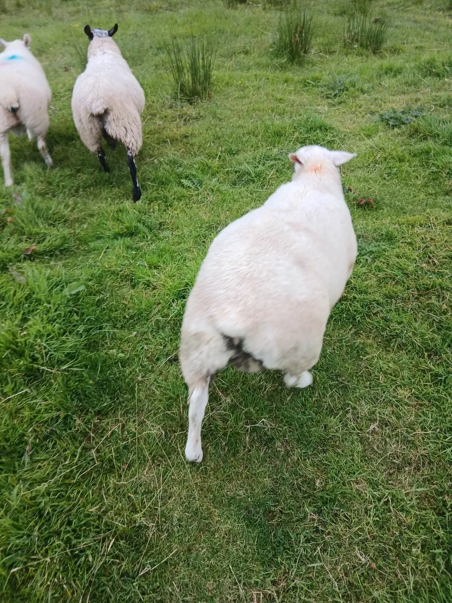 Breeding ram lambs - Image 2
