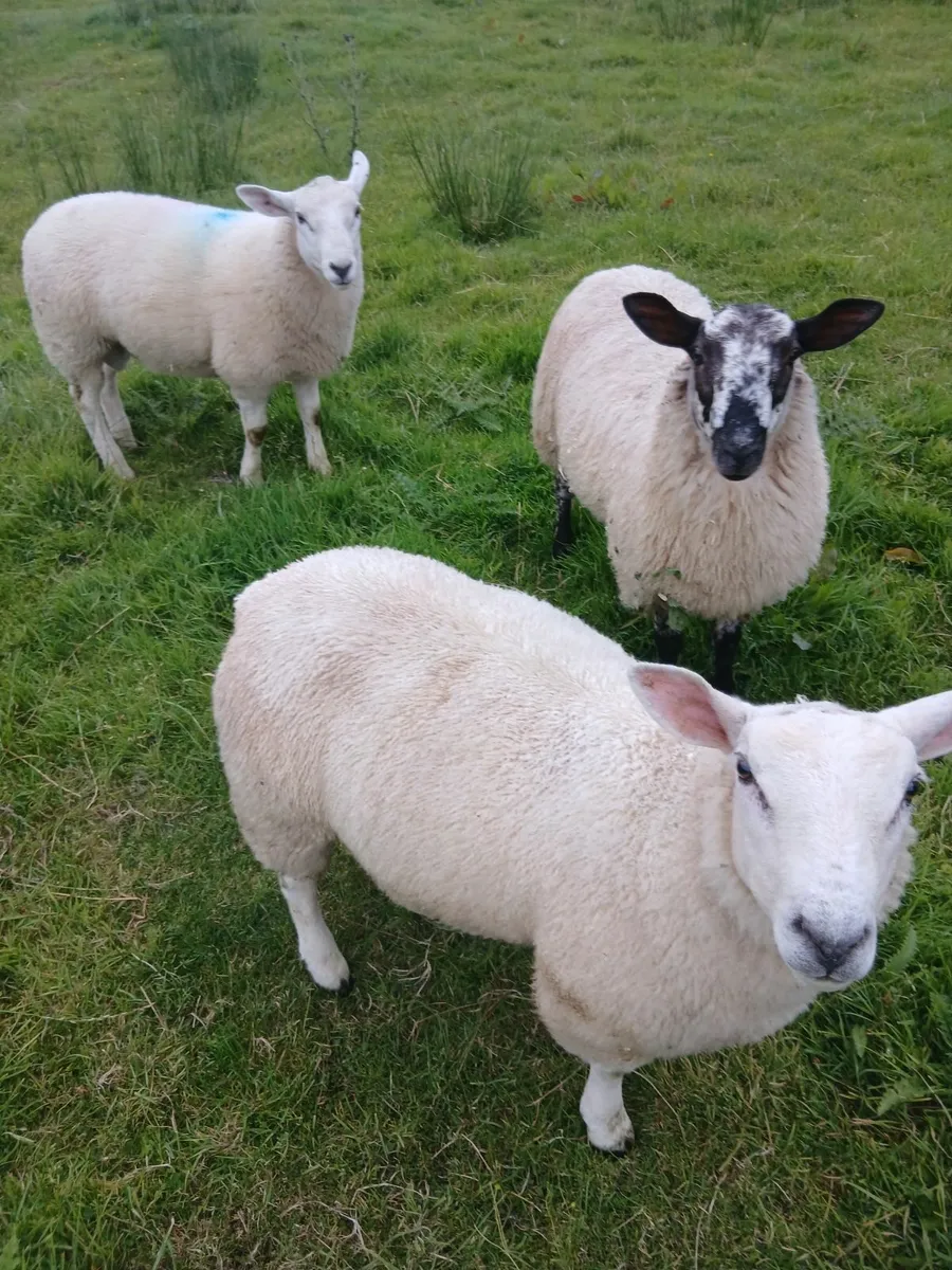 Breeding ram lambs - Image 3