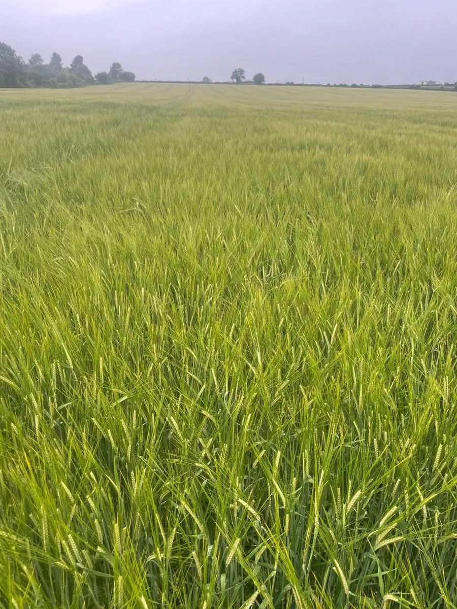 Straw - Image 2