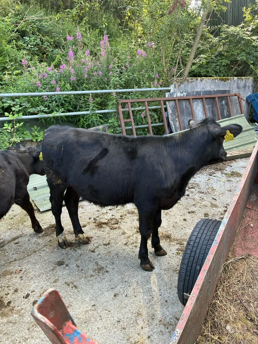Angus beef heifers - Image 1