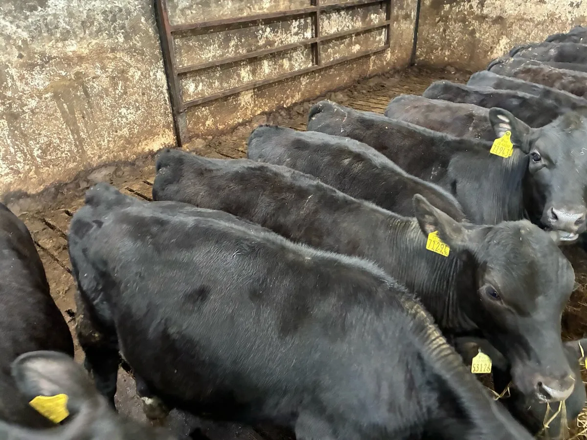 Angus beef heifers - Image 2