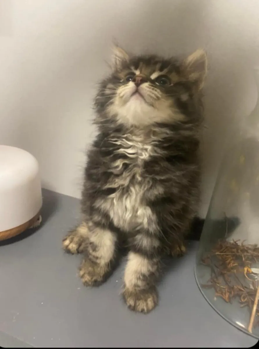 Maine coon kitten - Image 1