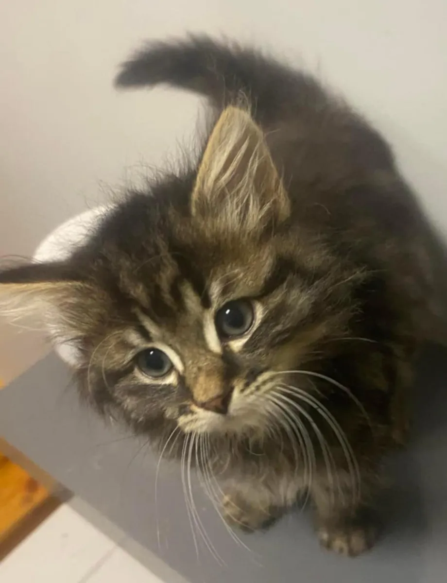 Maine coon kitten - Image 2