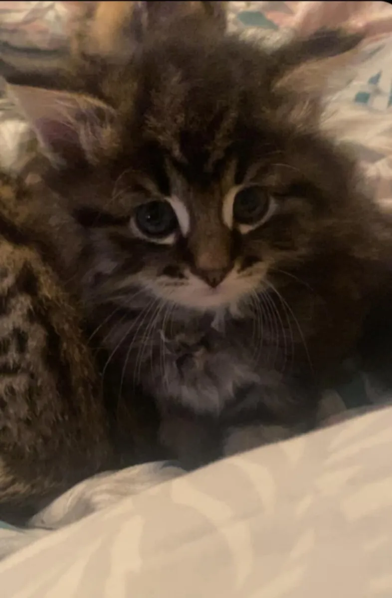 Maine coon kitten - Image 3