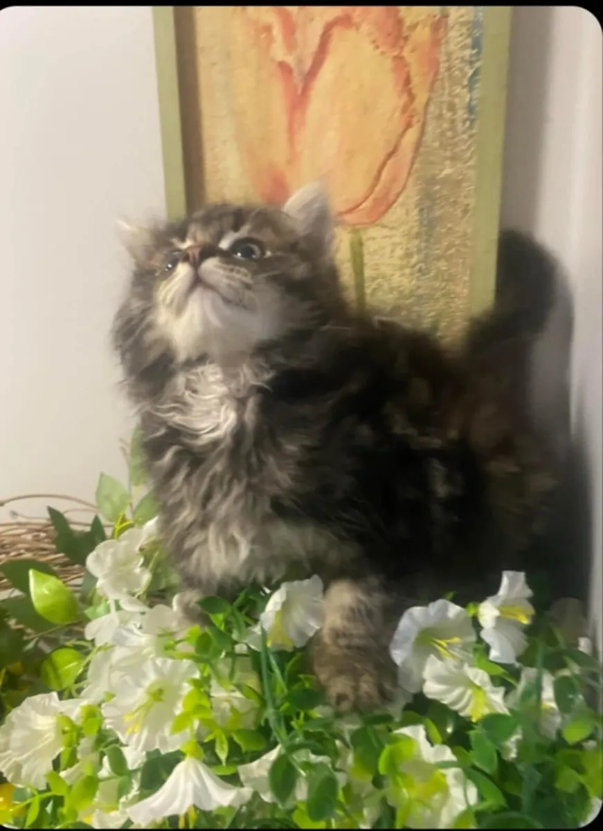 Maine coon kitten - Image 4