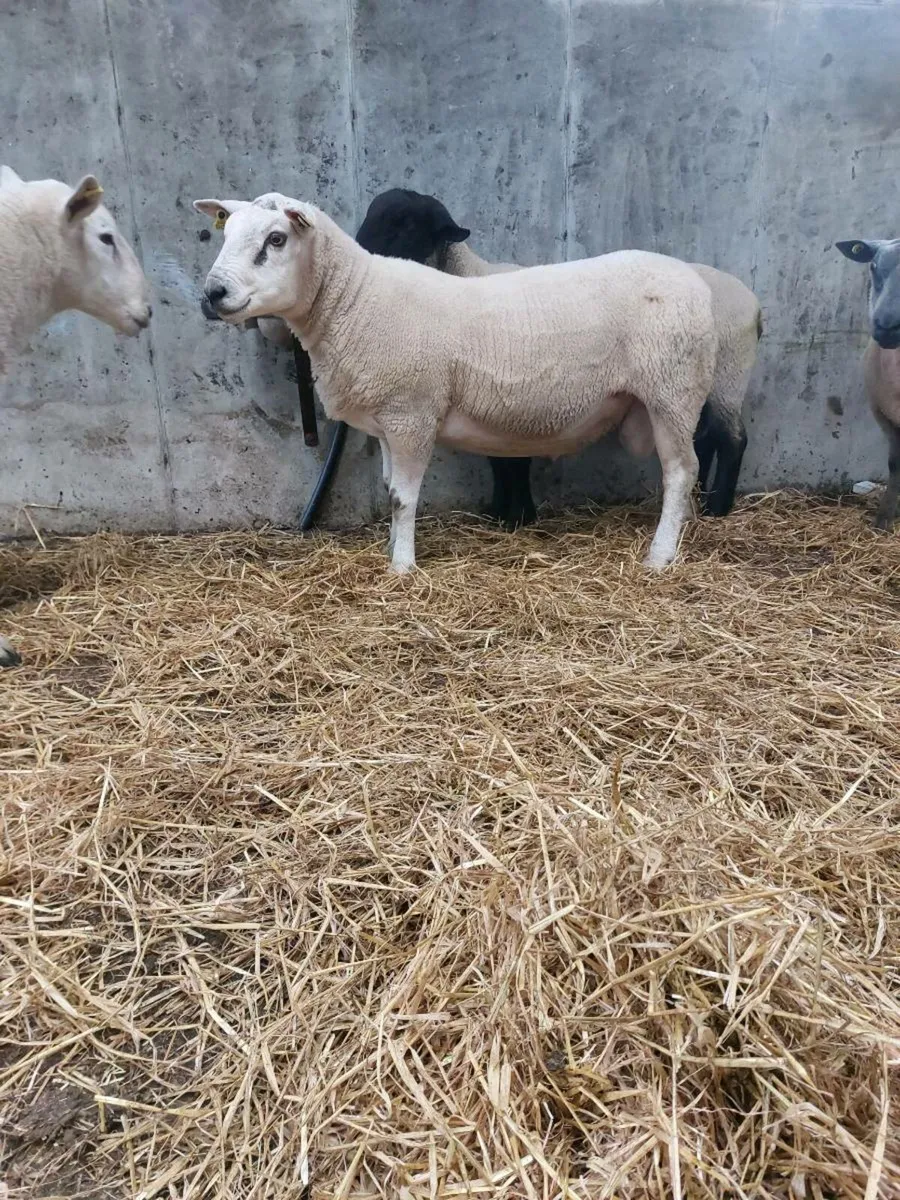 Hogget Rams - Image 1