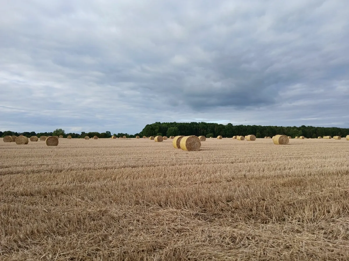 straw wheaten - Image 1