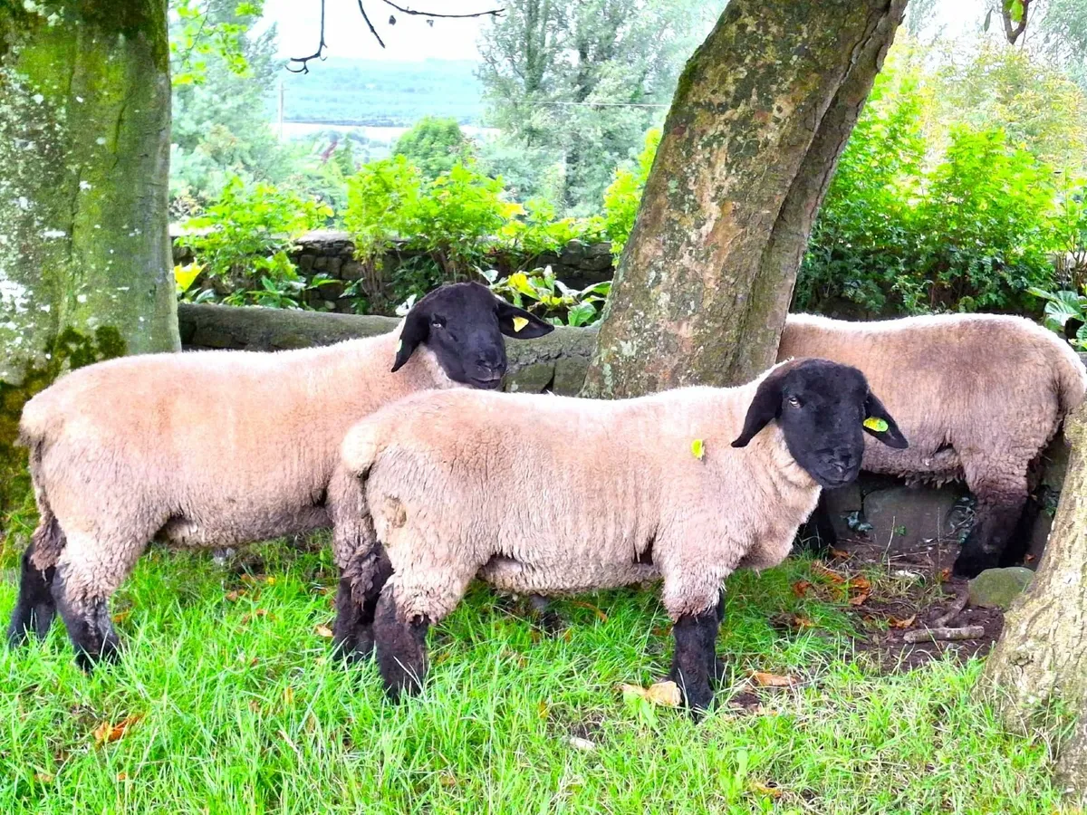 PB Reg  Suffolk  Roscommon Saturday 9th - Image 4