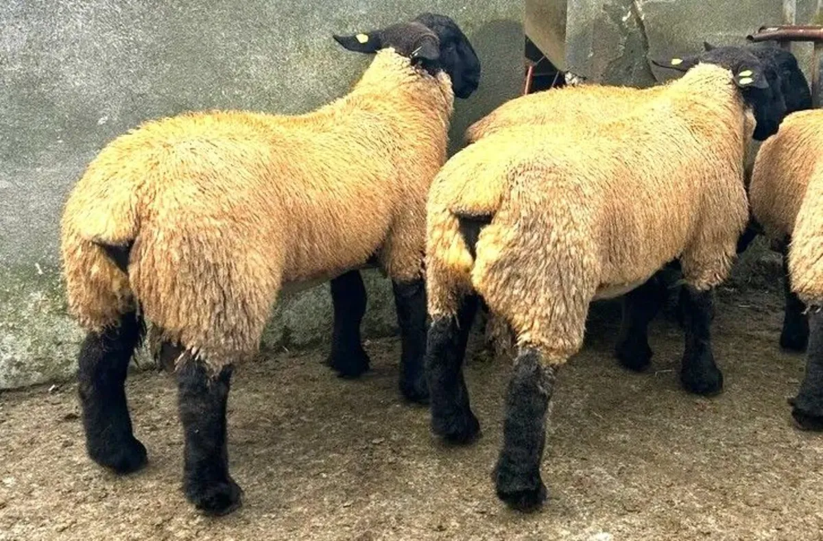 Suffolk Rams Friday evening  22nd  August - Image 3