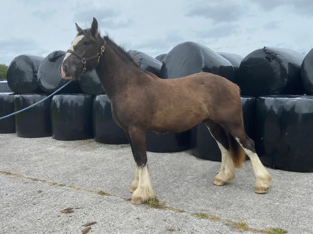 **2 Geldings ** - Image 1