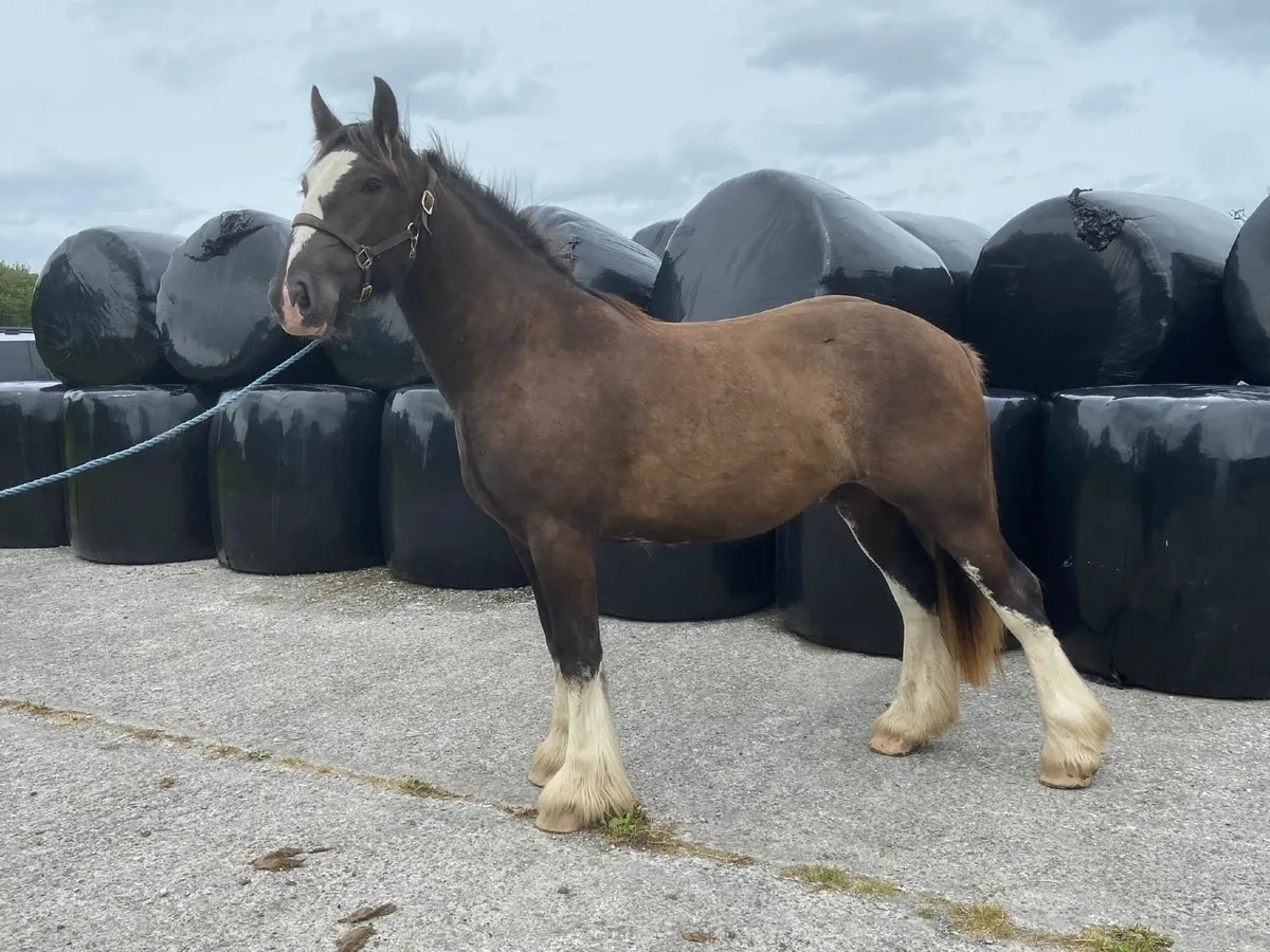 **2 Geldings ** - Image 2
