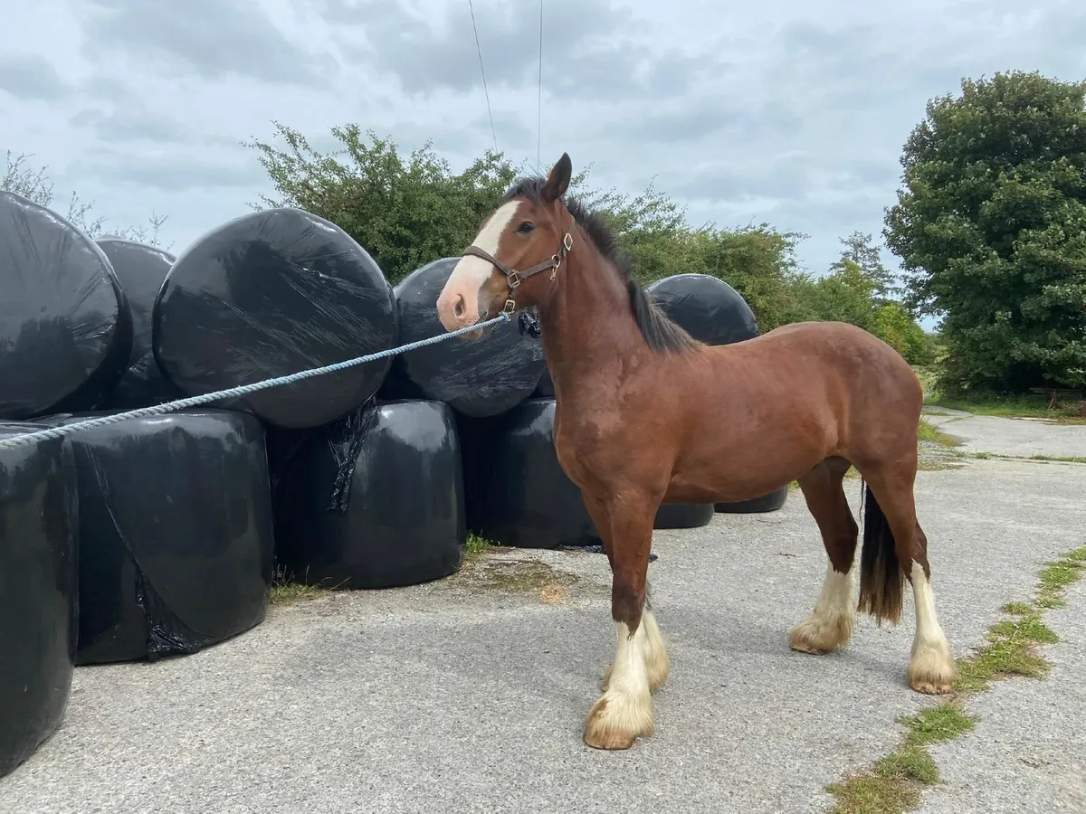**2 Geldings ** - Image 3