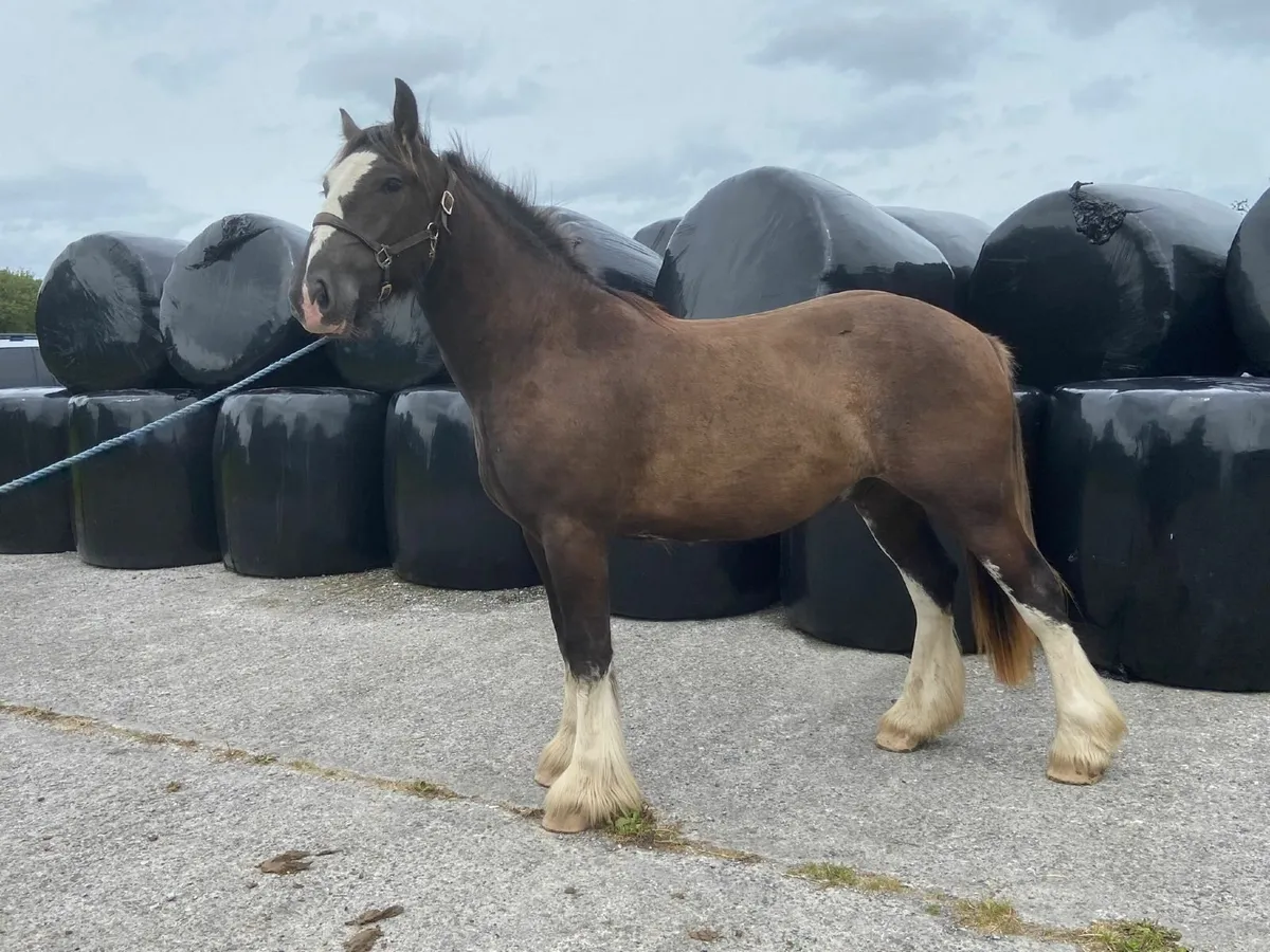 **2 Geldings ** - Image 4