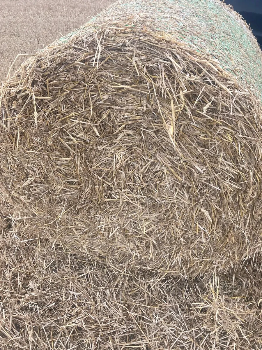 4x4 round bales of good wheat straw - Image 1