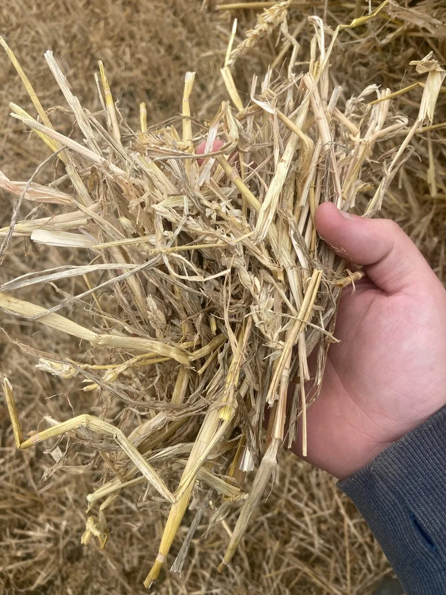 4x4 round bales of good wheat straw - Image 2
