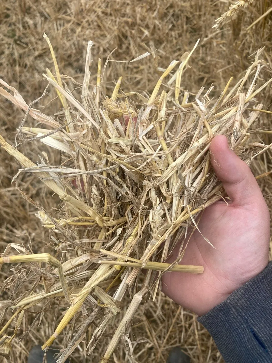 4x4 round bales of good wheat straw - Image 3