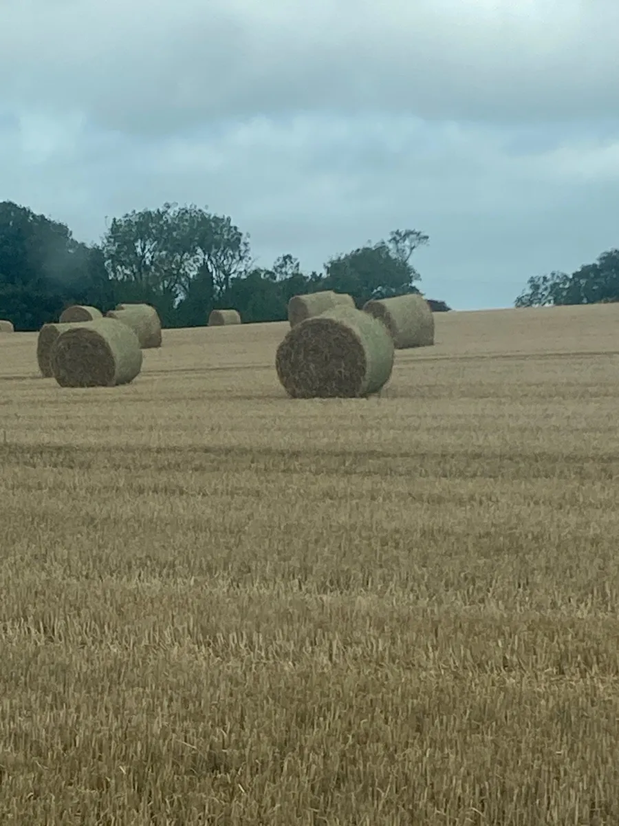 4x4 round bales of good wheat straw - Image 4