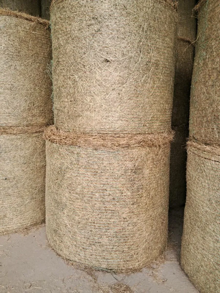 Hay - Image 2