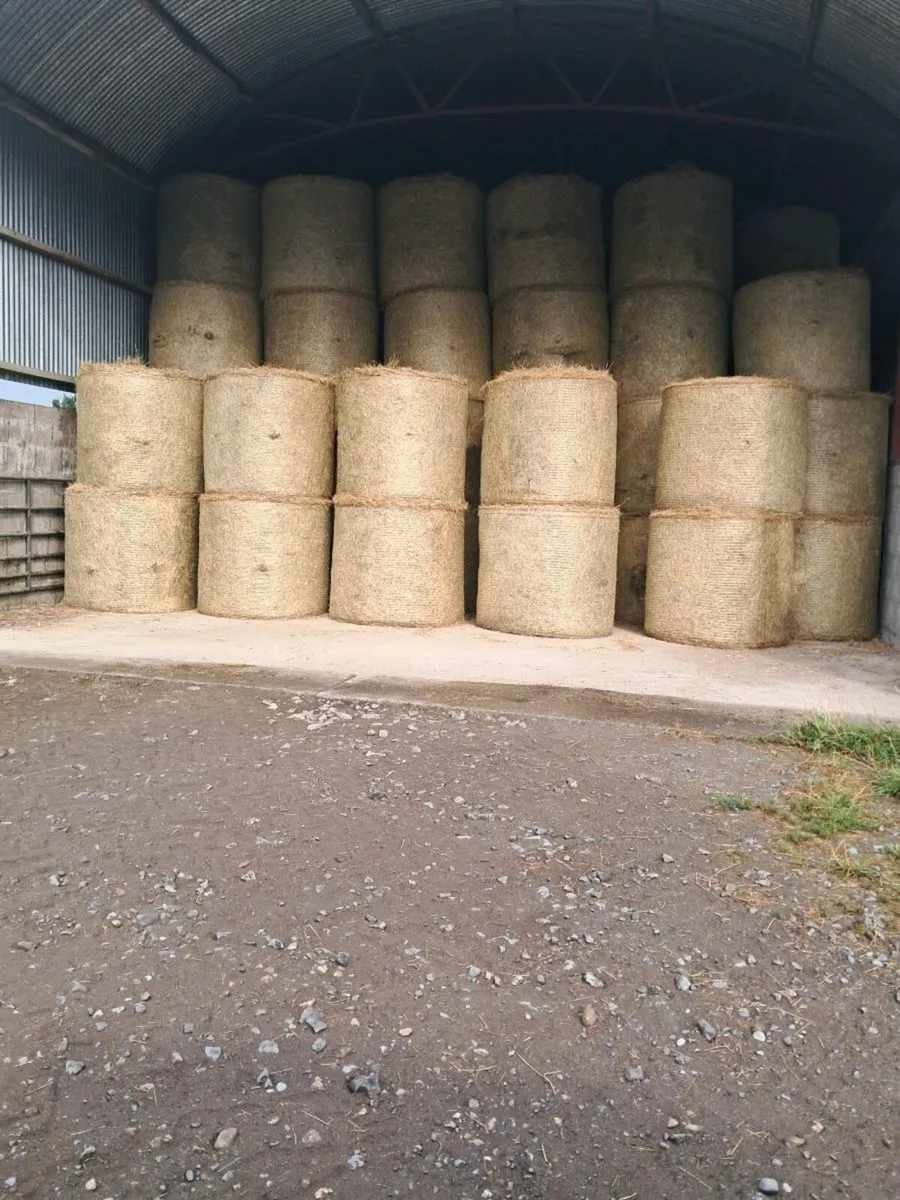 Hay - Image 3