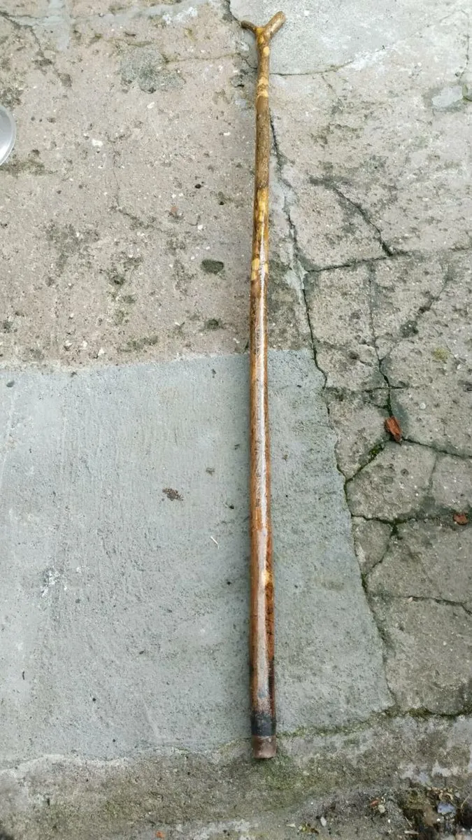 A  HOLLY Rambling staff - Image 1