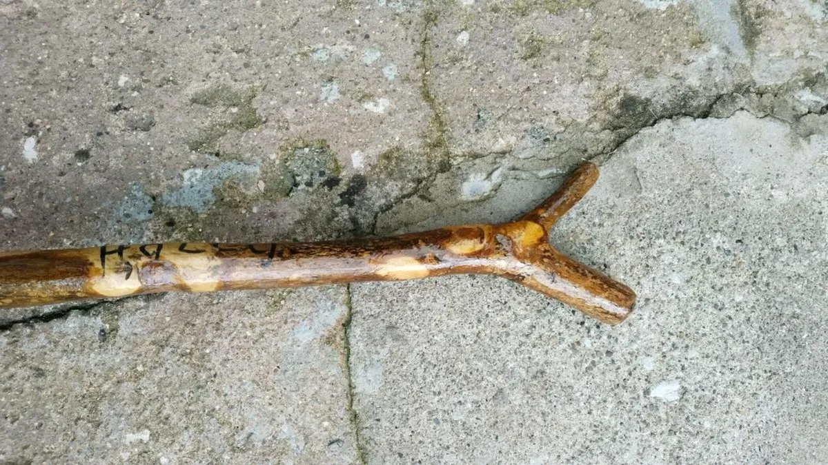 A  HOLLY Rambling staff - Image 2