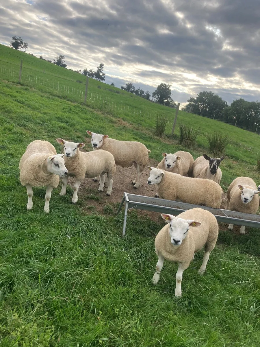 Pedigree texel ram lambs - Image 2