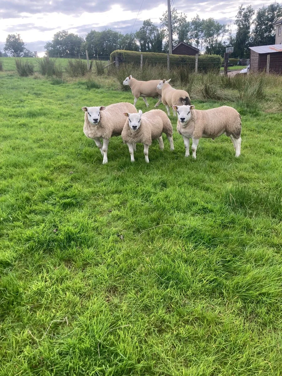 Pedigree texel ram lambs - Image 3