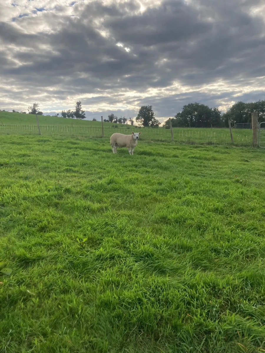 Pedigree texel ram lambs - Image 4