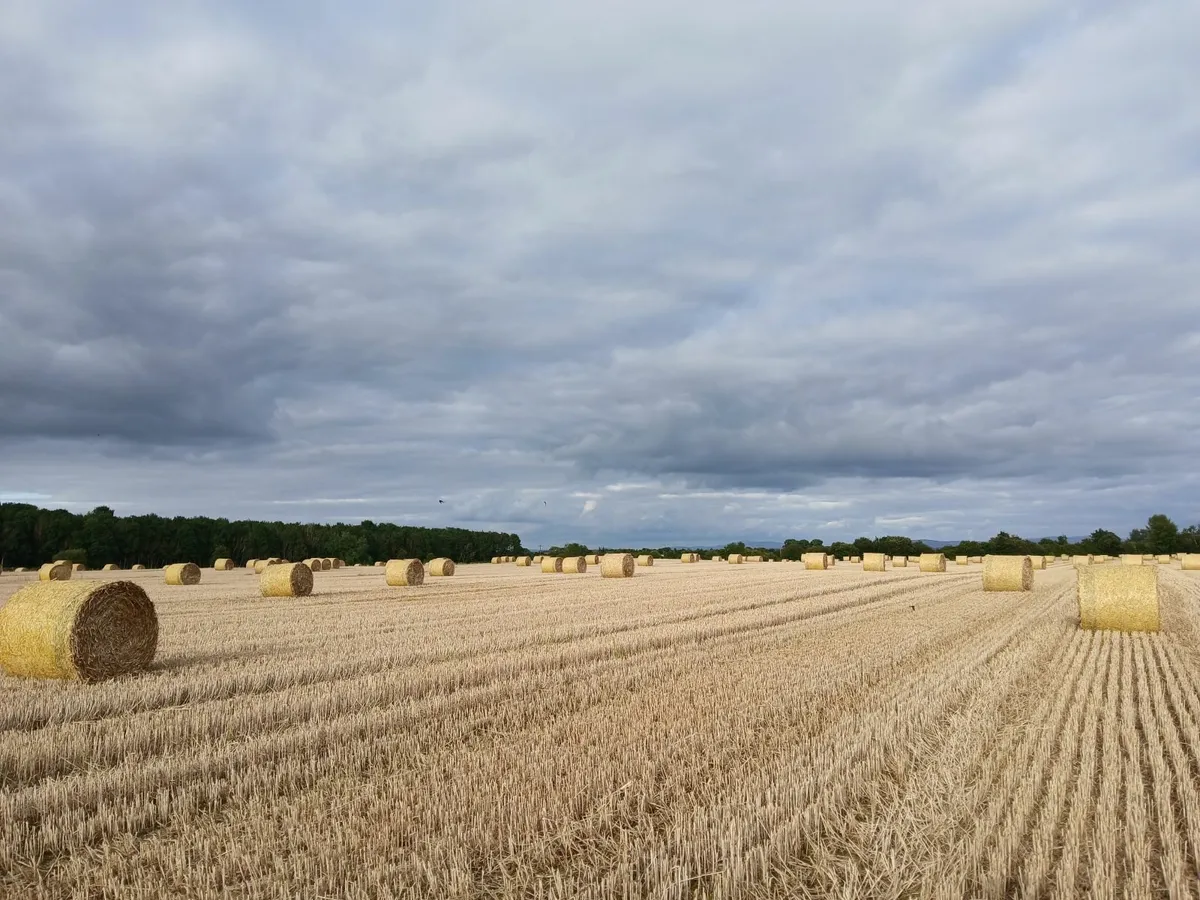 straw wheaten - Image 2