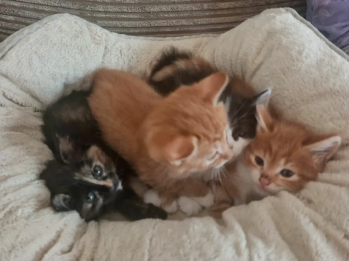 Kittens - Image 1