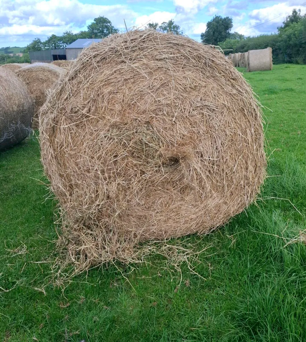 Hay for sale