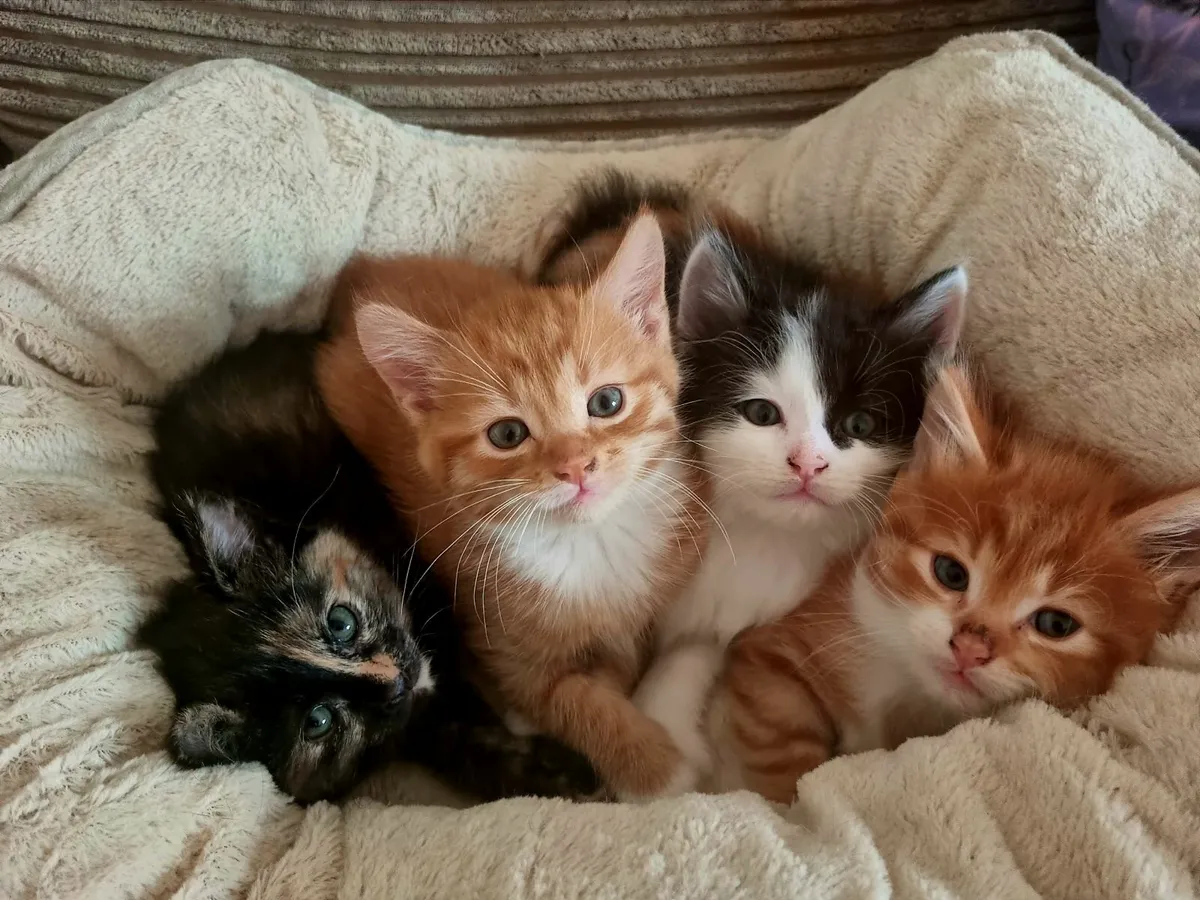 Kittens - Image 2