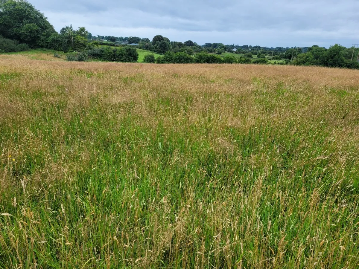 Meadow - East Galway - Image 1