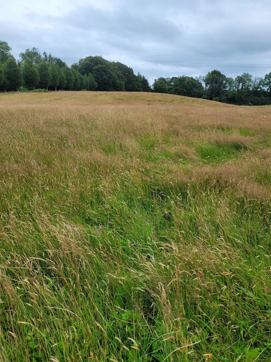 Meadow - East Galway - Image 2