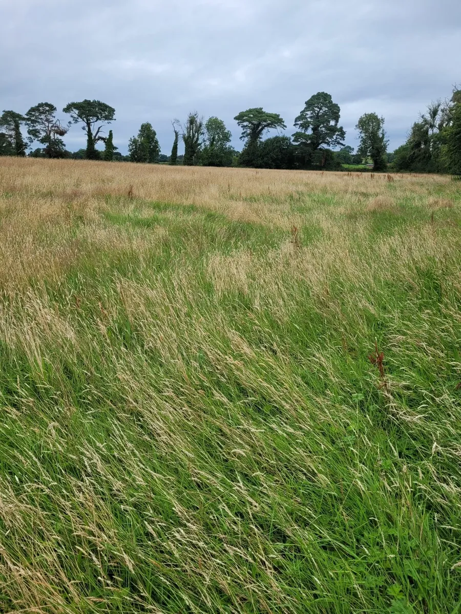 Meadow - East Galway - Image 3