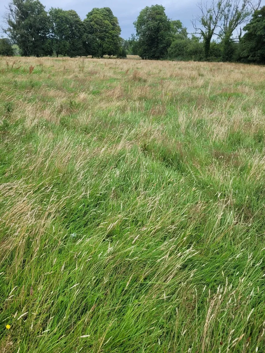 Meadow - East Galway - Image 4