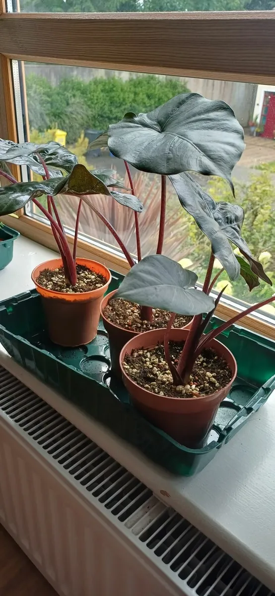 Indoor plants - Image 2