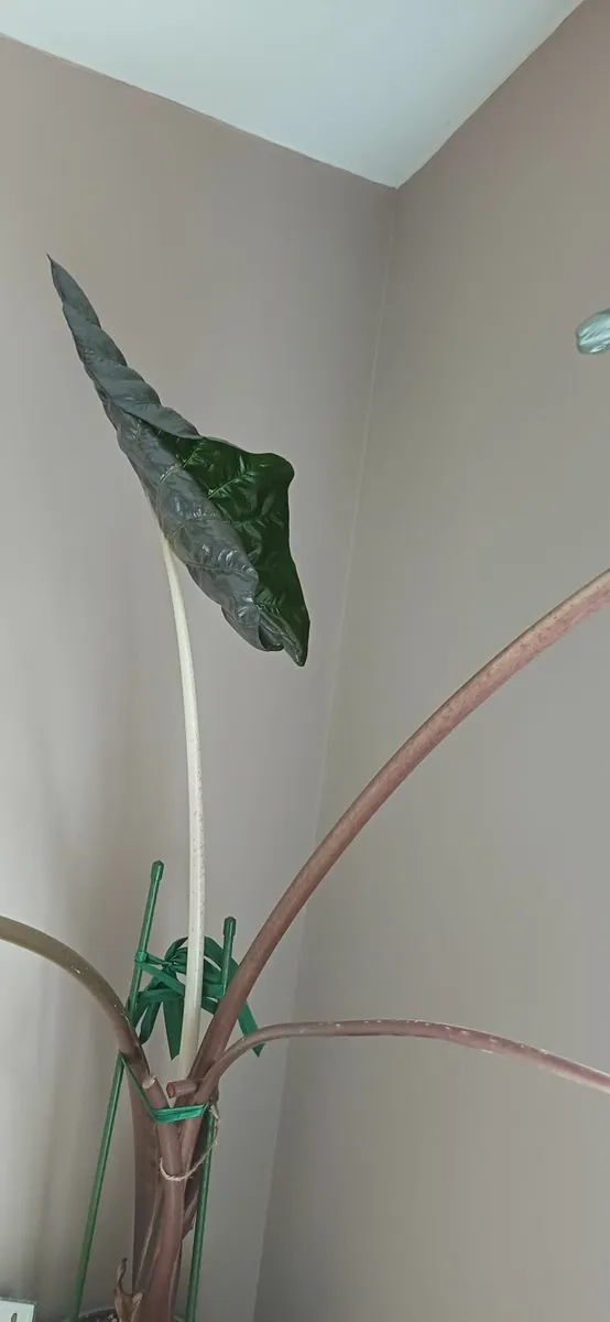 Indoor plants - Image 4