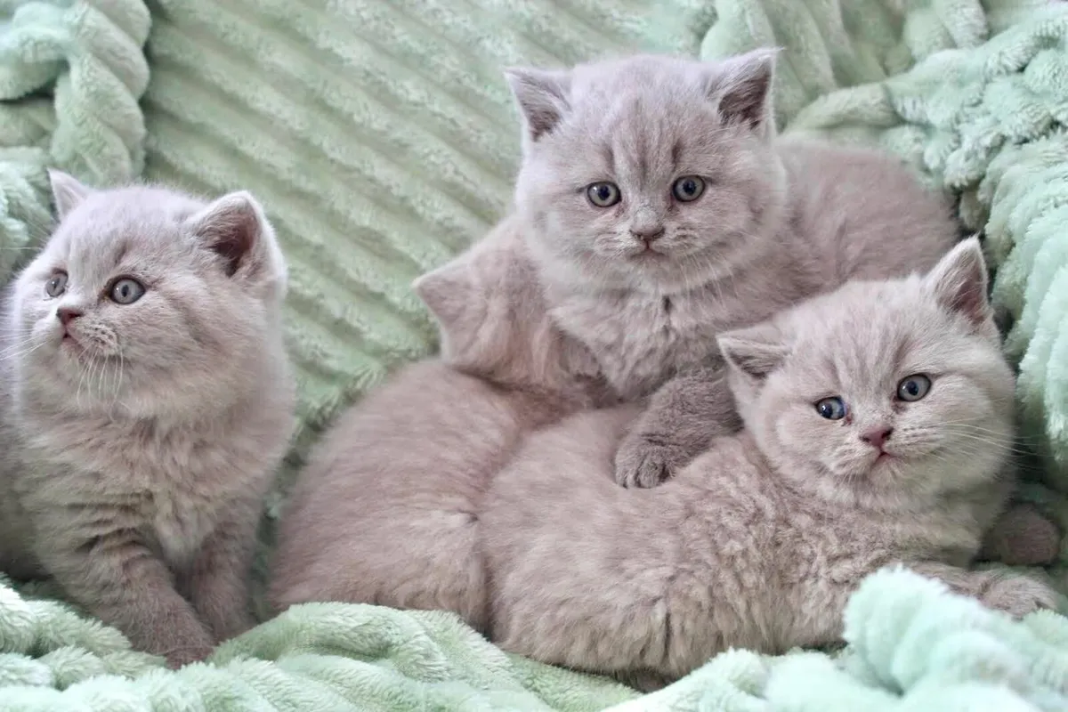 GCCFI Registered British Shorthair Lilac Kittens - Image 2