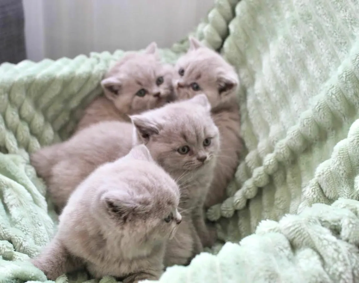 GCCFI Registered British Shorthair Lilac Kittens - Image 3