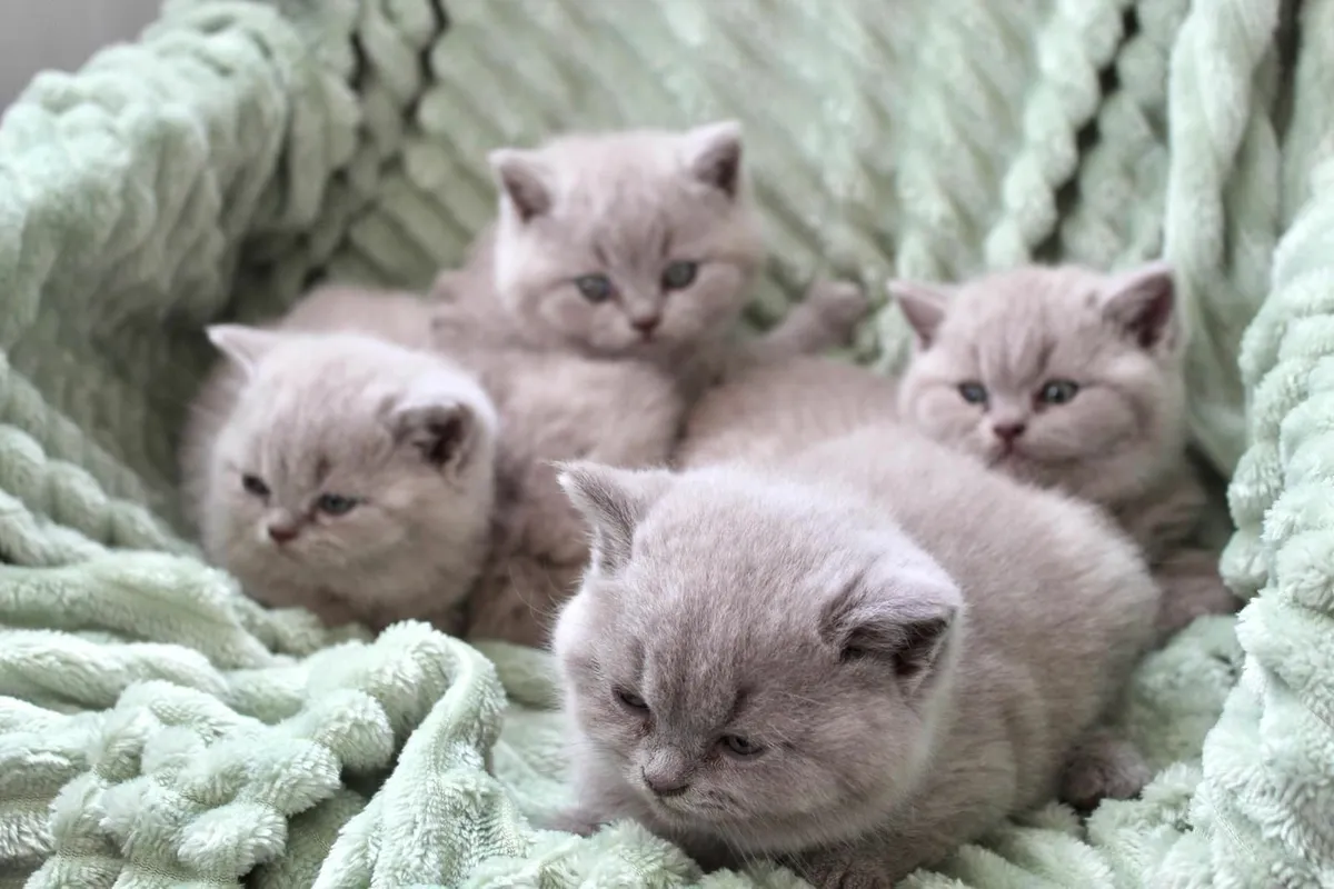 GCCFI Registered British Shorthair Lilac Kittens - Image 4
