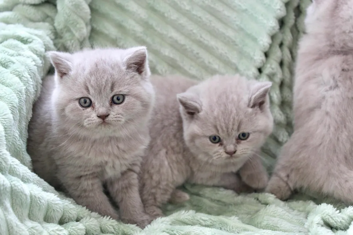 GCCFI Registered British Shorthair Lilac Kittens - Image 1
