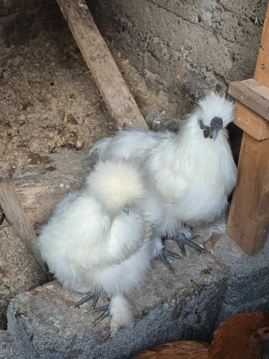 Uk white silkie pair. - Image 1