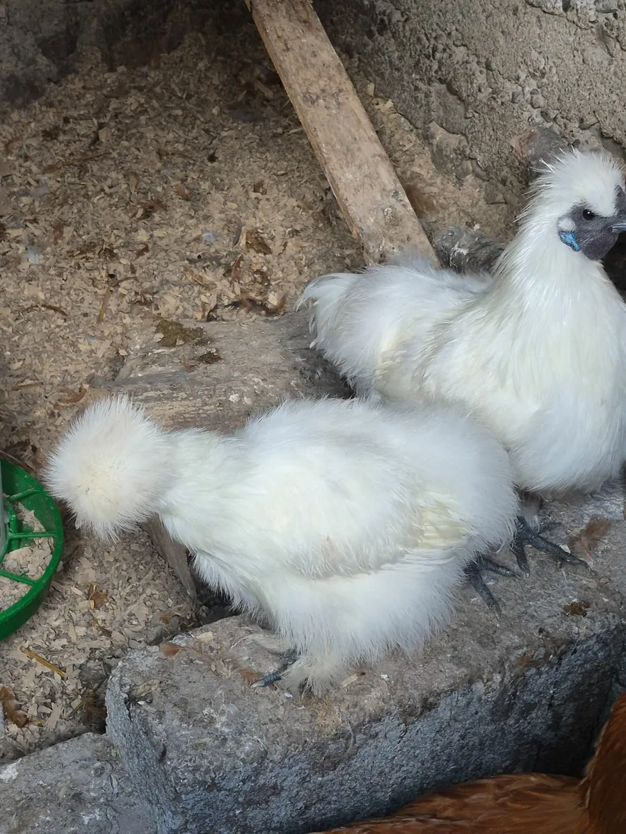 Uk white silkie pair. - Image 3