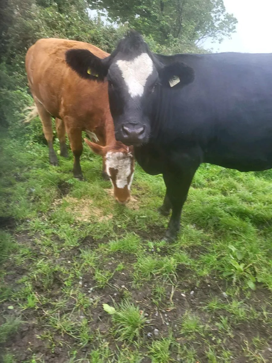 ORGANIC  CATTLE - Image 2