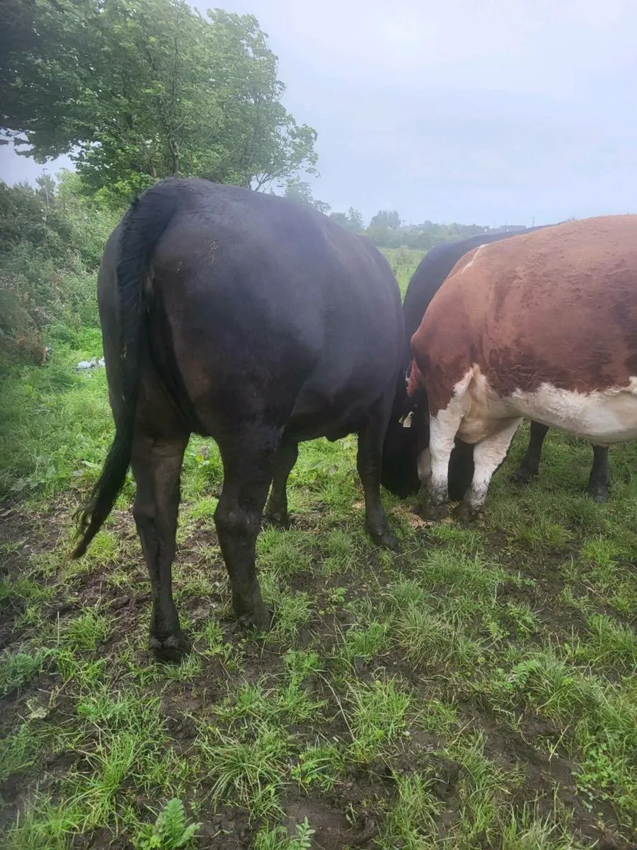ORGANIC  CATTLE - Image 4