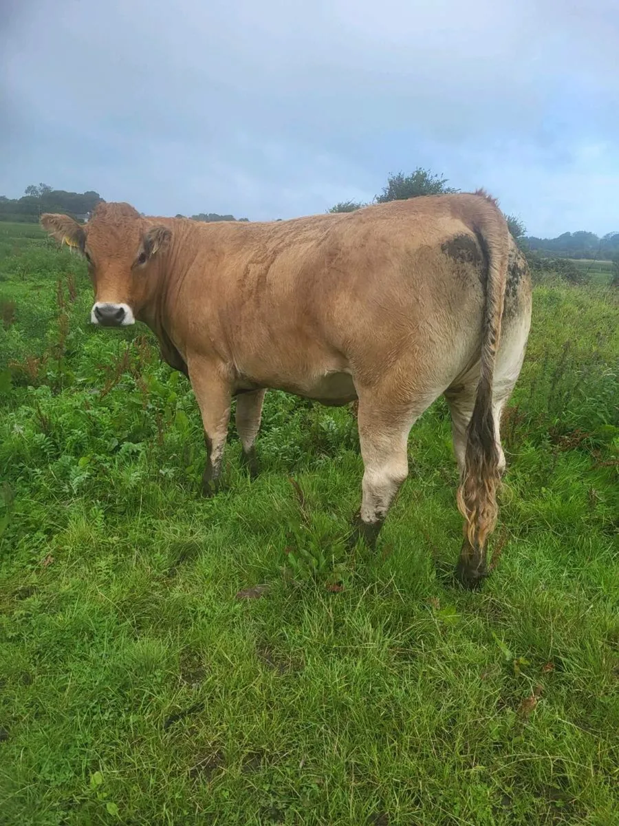 ORGANIC  CATTLE - Image 1