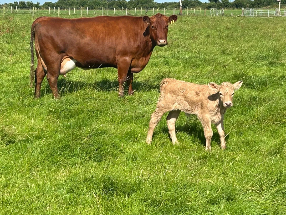 5 star second calved cow and heifer calf - Image 1